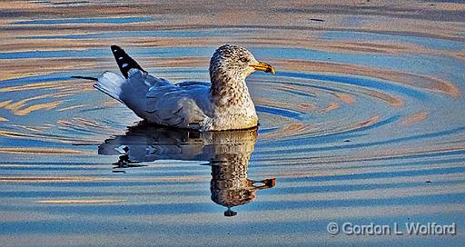 Floating Gull_DSCF5436.jpg - Ring-billed Gull (Larus delawarensis) photographed along the Rideau Canal Waterway at Smiths Falls, Ontario, Canada.